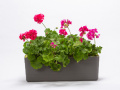 Samozavlažovací truhlík Berberis 60x19,5x19,7 cm, antracit / zelený